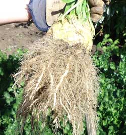 Celeriac Roots